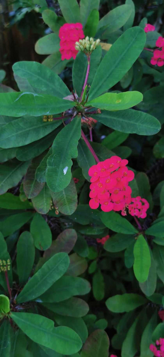 Euphorbia milii "Hot Pink" Heirloom Crown Of Thorns Cuttings - Paradise Tropicals LLC