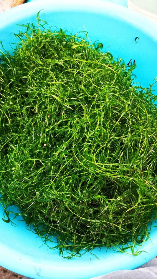 Guppy Grass ( Najas guadalupensis ) - Paradise Tropicals LLC