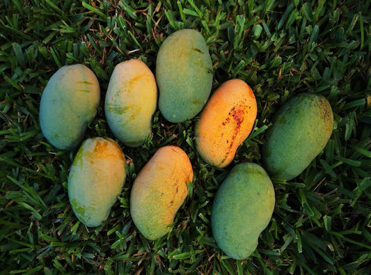 Long Mango plant (seedling) Very Rare Exclusive! - Paradise Tropicals LLC