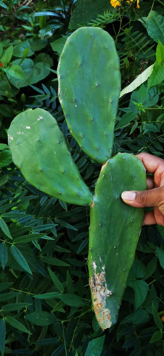Spineless Prickly Pear Pads - Paradise Tropicals LLC