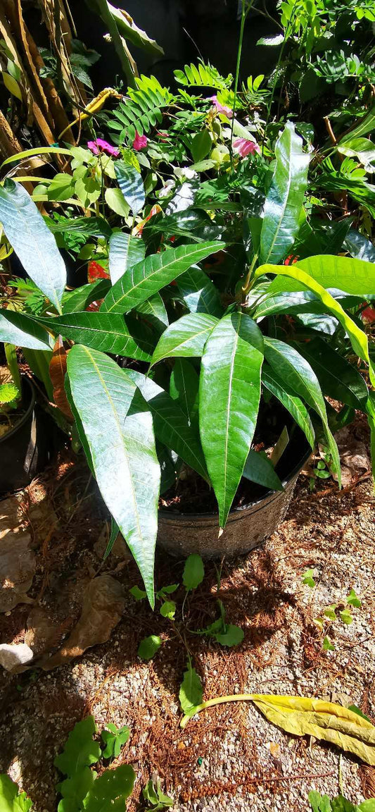 Starch Mango plant (seedling) - Paradise Tropicals LLC