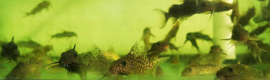 Synodontis Lace Featherfin Catfish - Paradise Tropicals LLC