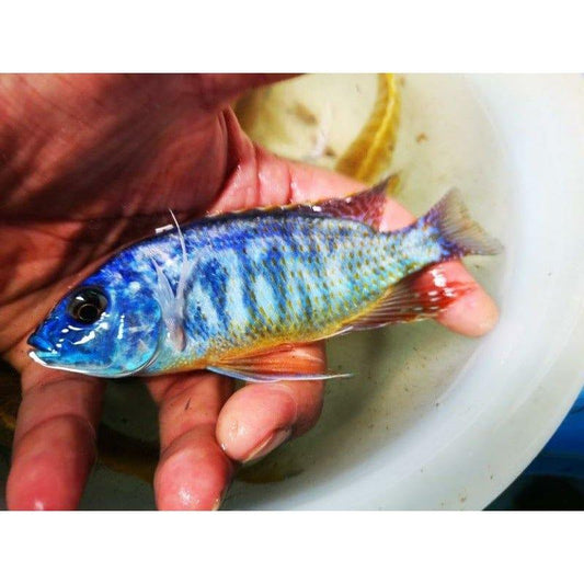 Paradise Tropicals LLC Haplochromis Blue Gold Hap "Mkali"