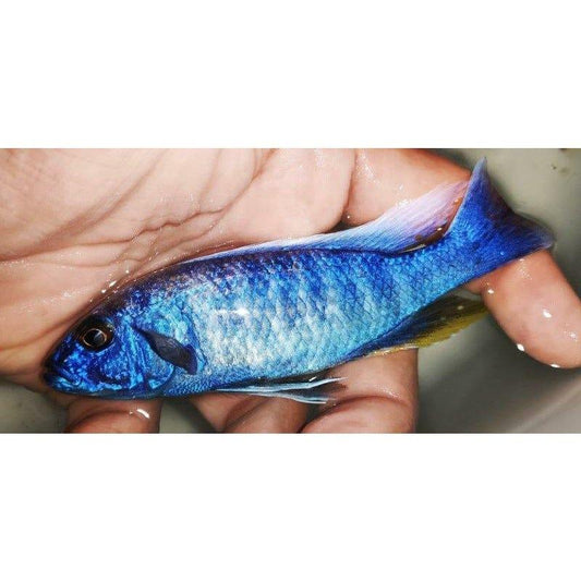 Paradise Tropicals LLC Haplochromis Electric Blue Ahli