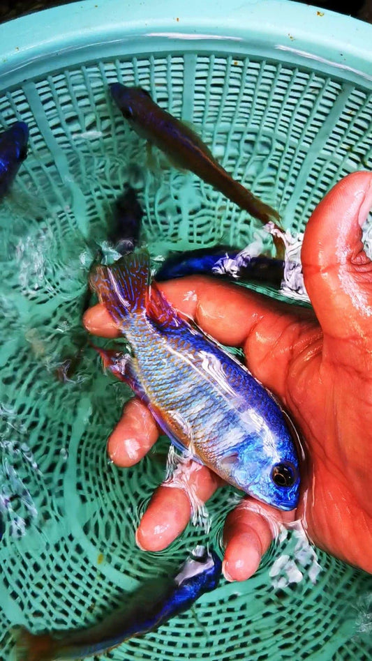 Paradise Tropicals LLC Haplochromis Fire Blue Hap Ndiwe
