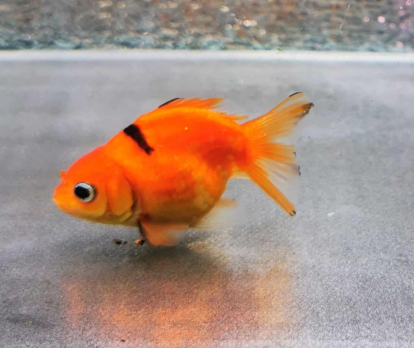 Sakura Sunset Yuanbao Oranda Goldfish WYSIWYG #4 - Paradise Tropicals LLC