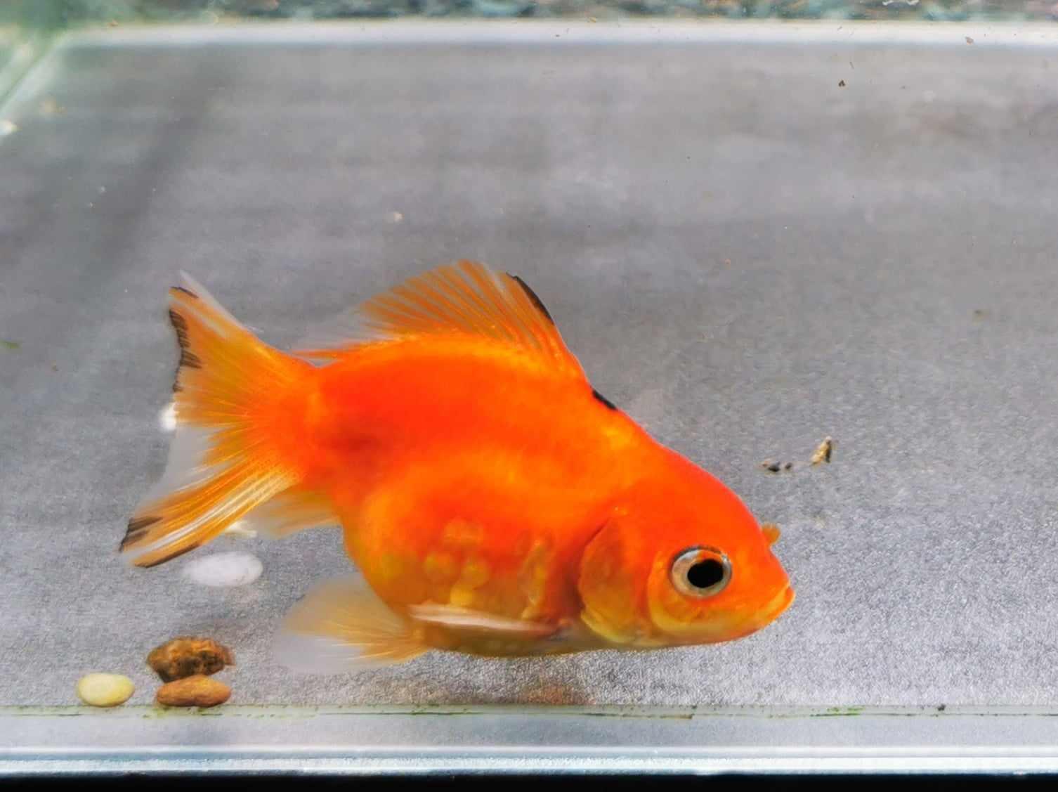 Sakura Sunset Yuanbao Oranda Goldfish WYSIWYG #4 - Paradise Tropicals LLC