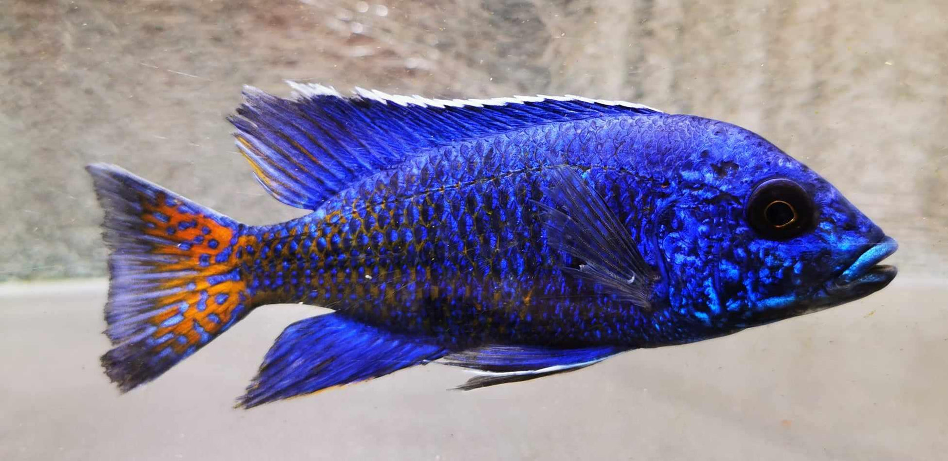 Ngara Flametail #12 Peacock WYSIWYG - Paradise Tropicals LLC