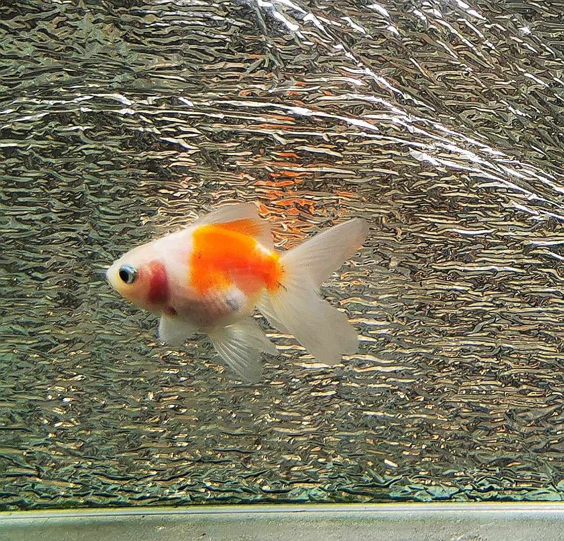 Sakura Calico Sunset Orchidtail Oranda Goldfish WYSIWYG #13