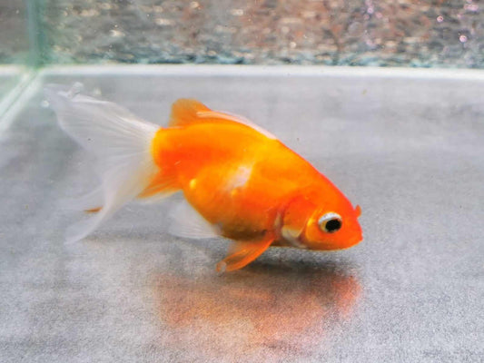 Sakura Sunset Yuanbao Oranda Goldfish WYSIWYG #5 - Paradise Tropicals LLC