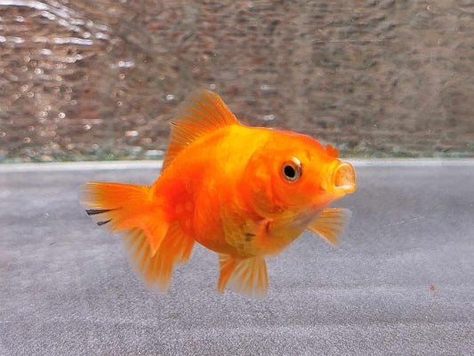 Gold Coin Yuanbao Oranda Goldfish WYSIWYG #4