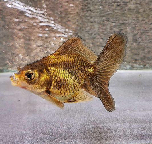 Bronze Orchidtail Oranda Goldfish WYSIWYG #10