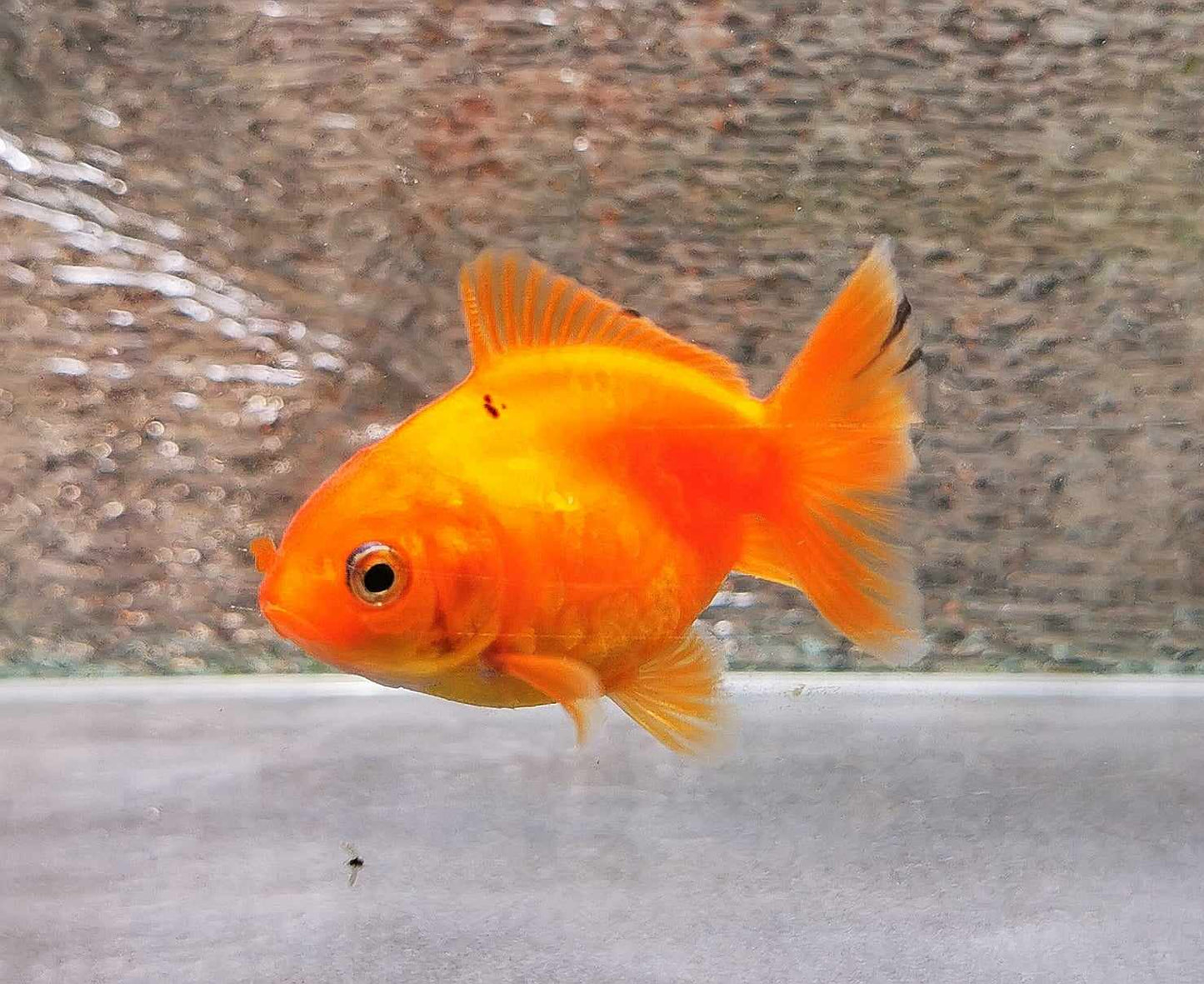 Gold Coin Yuanbao Oranda Goldfish WYSIWYG #4