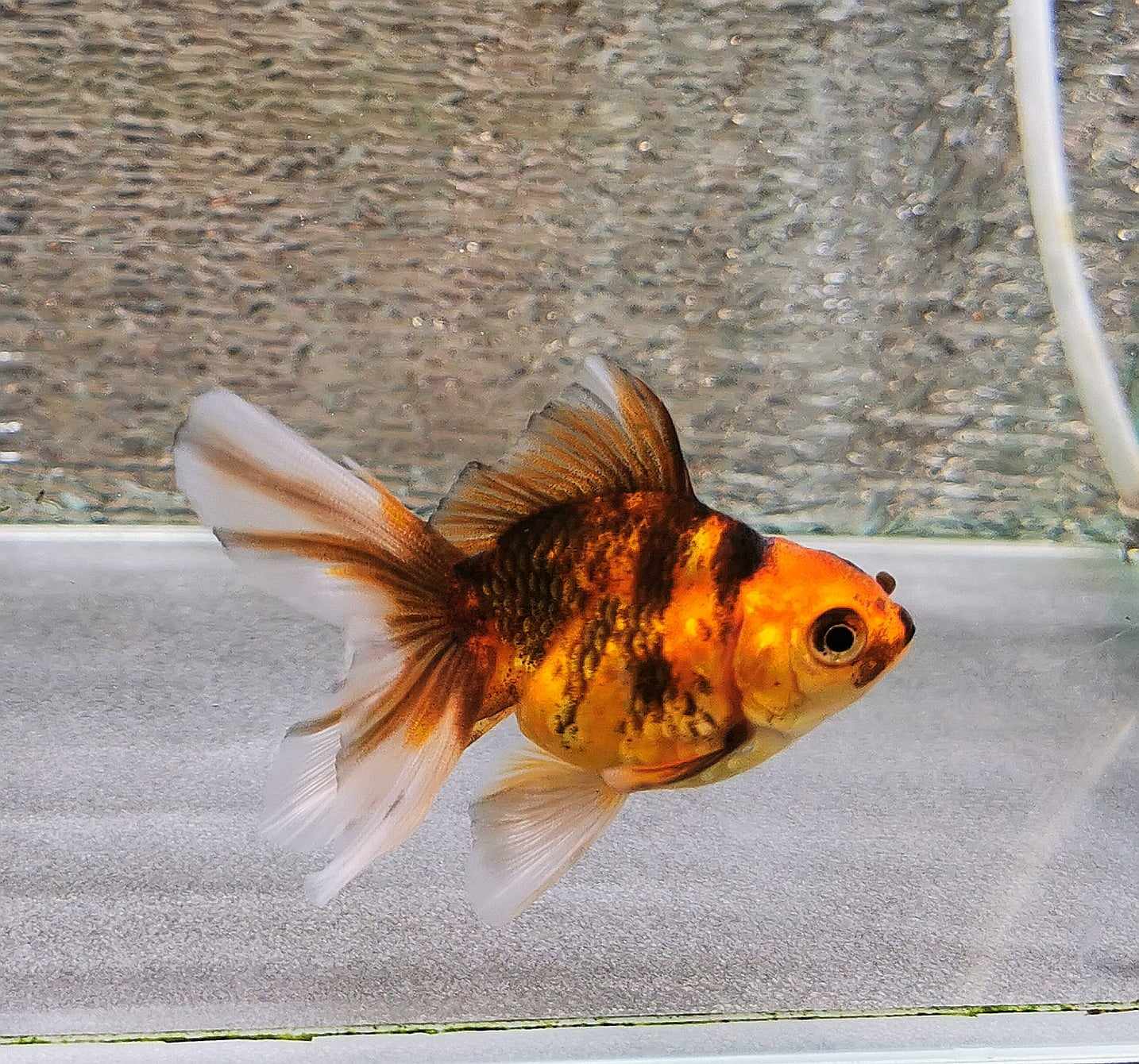 Tiger Orchidtail Oranda Goldfish WYSIWYG #5