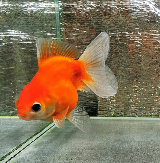 Booboo Red Sakura Sunset Yuanbao Oranda Goldfish WYSIWYG #10