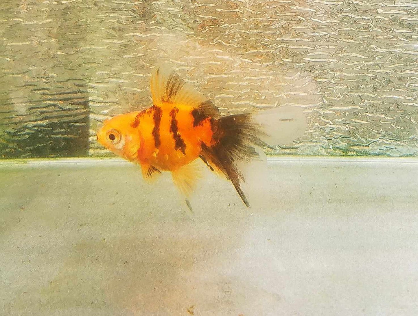 Booboo Gold Tiger Yuanbao Oranda Goldfish WYSIWYG #4