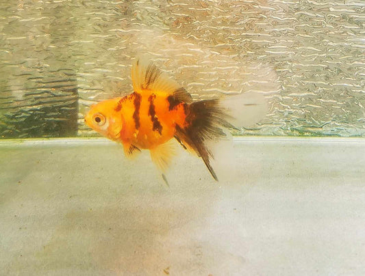 Booboo Gold Tiger Yuanbao Oranda Goldfish WYSIWYG #4