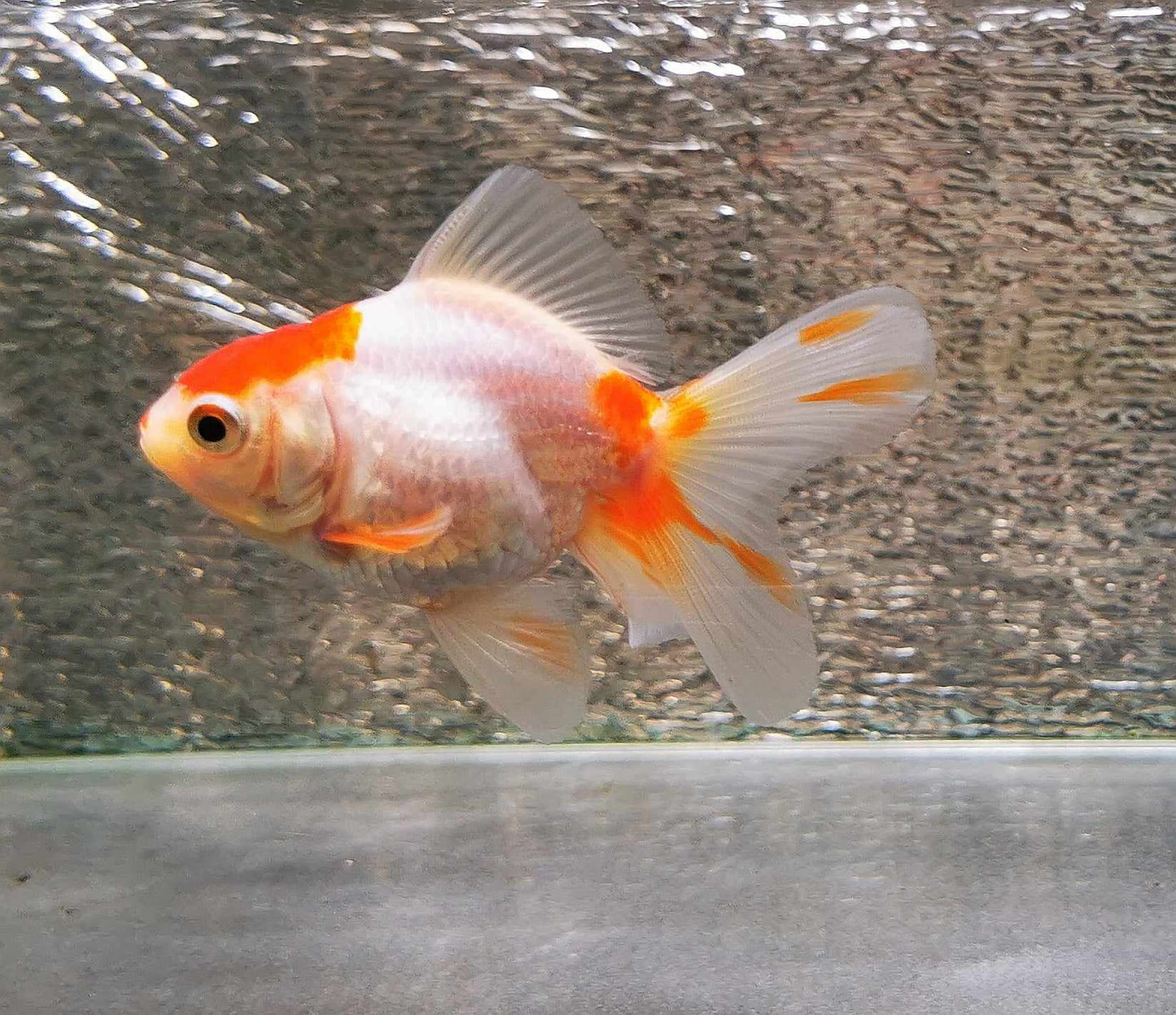 White/red  Orchidtail  Oranda Goldfish WYSIWYG #3