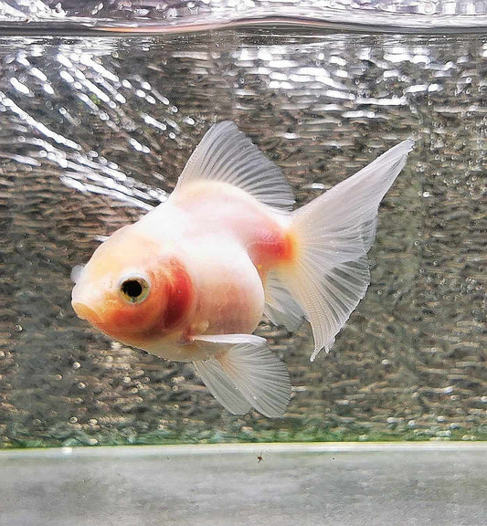 White Rabbit Orchidtail Oranda Goldfish WYSIWYG #13