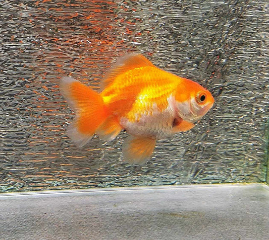 White/red  Orchidtail  Oranda Goldfish WYSIWYG #6