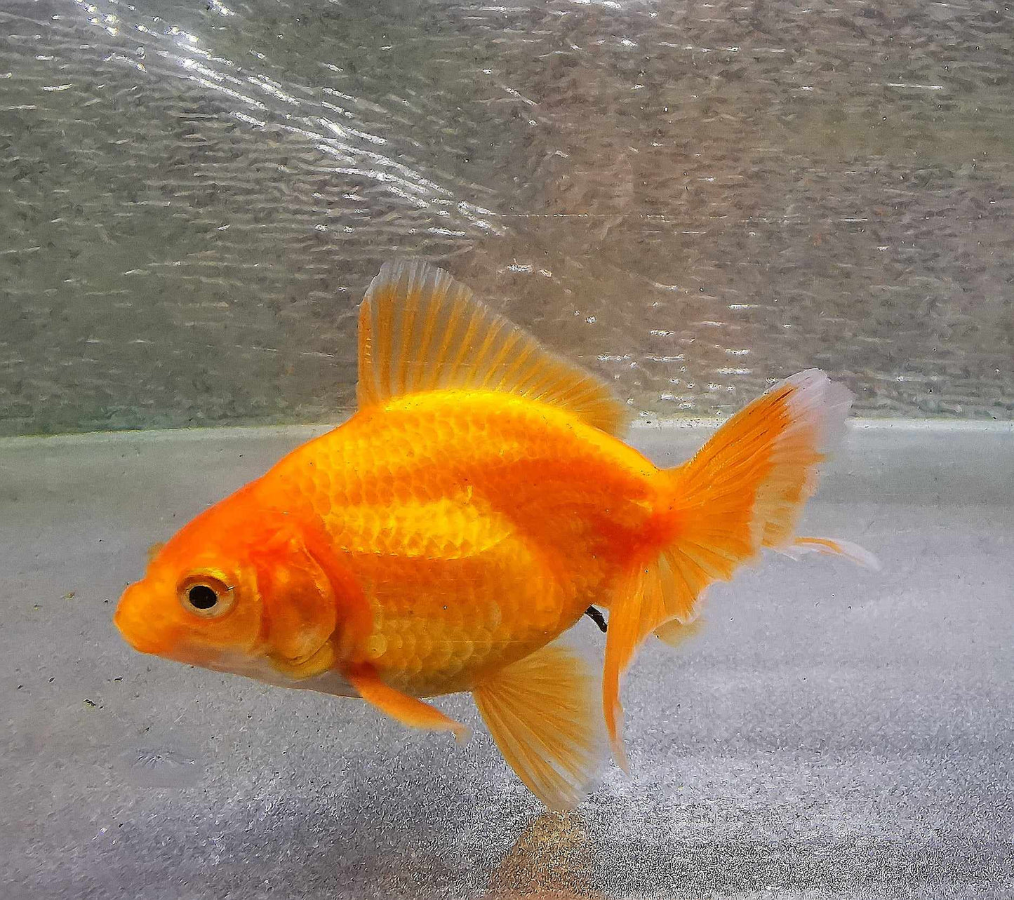 White/red  Orchidtail  Oranda Goldfish WYSIWYG #5