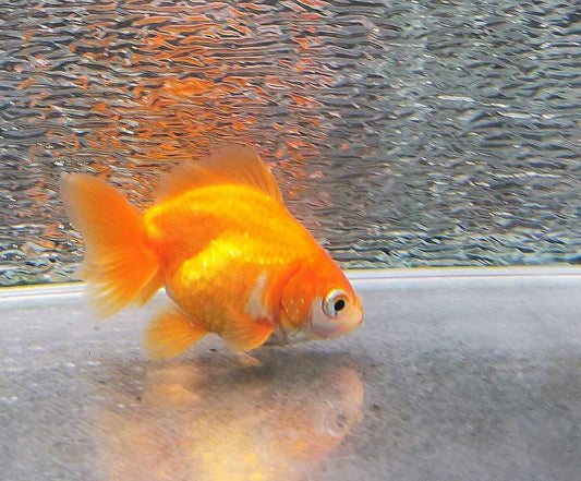 White/red  Orchidtail  Oranda Goldfish WYSIWYG #7