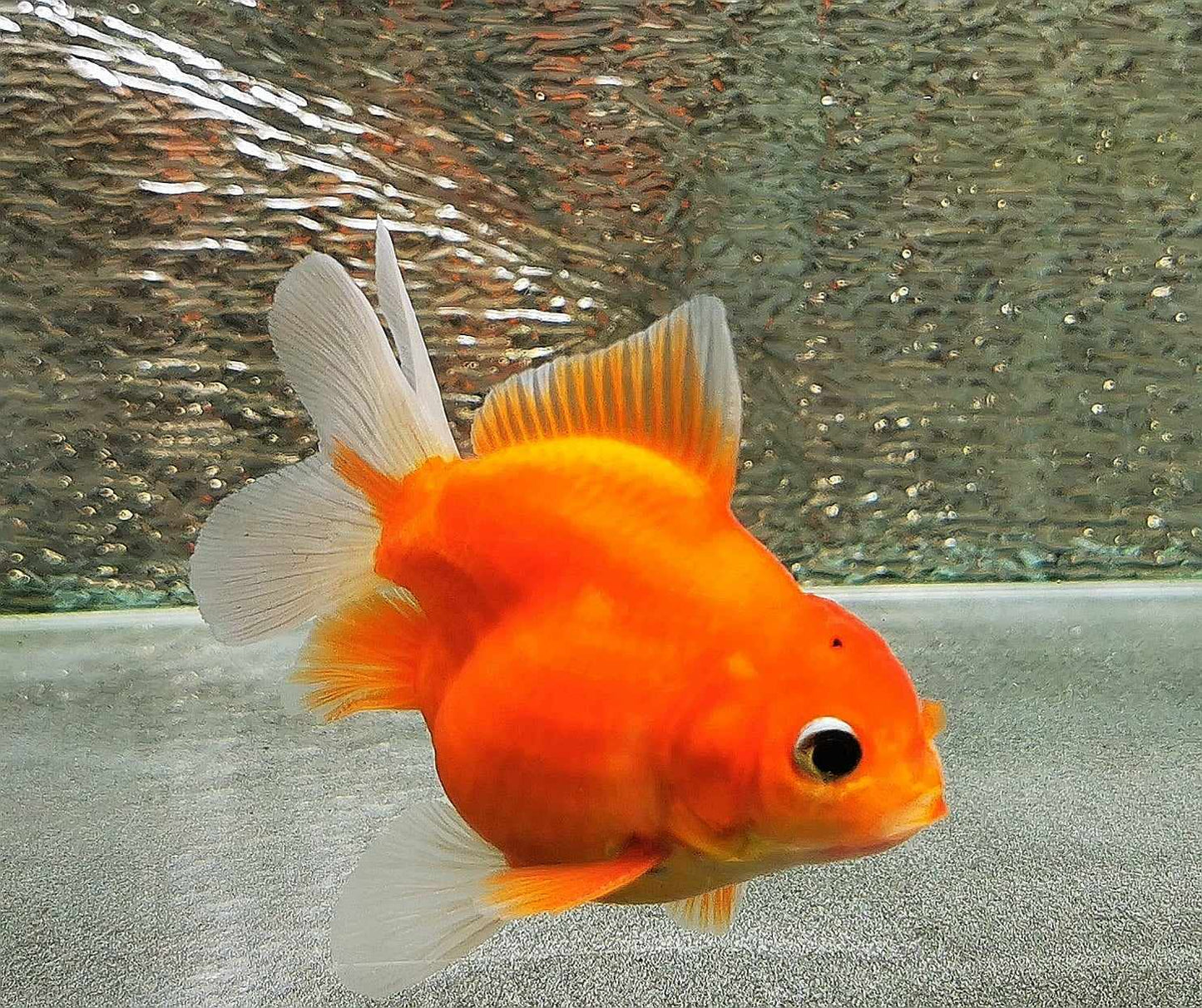 Booboo Red Sakura Sunset Yuanbao Oranda Goldfish WYSIWYG #10