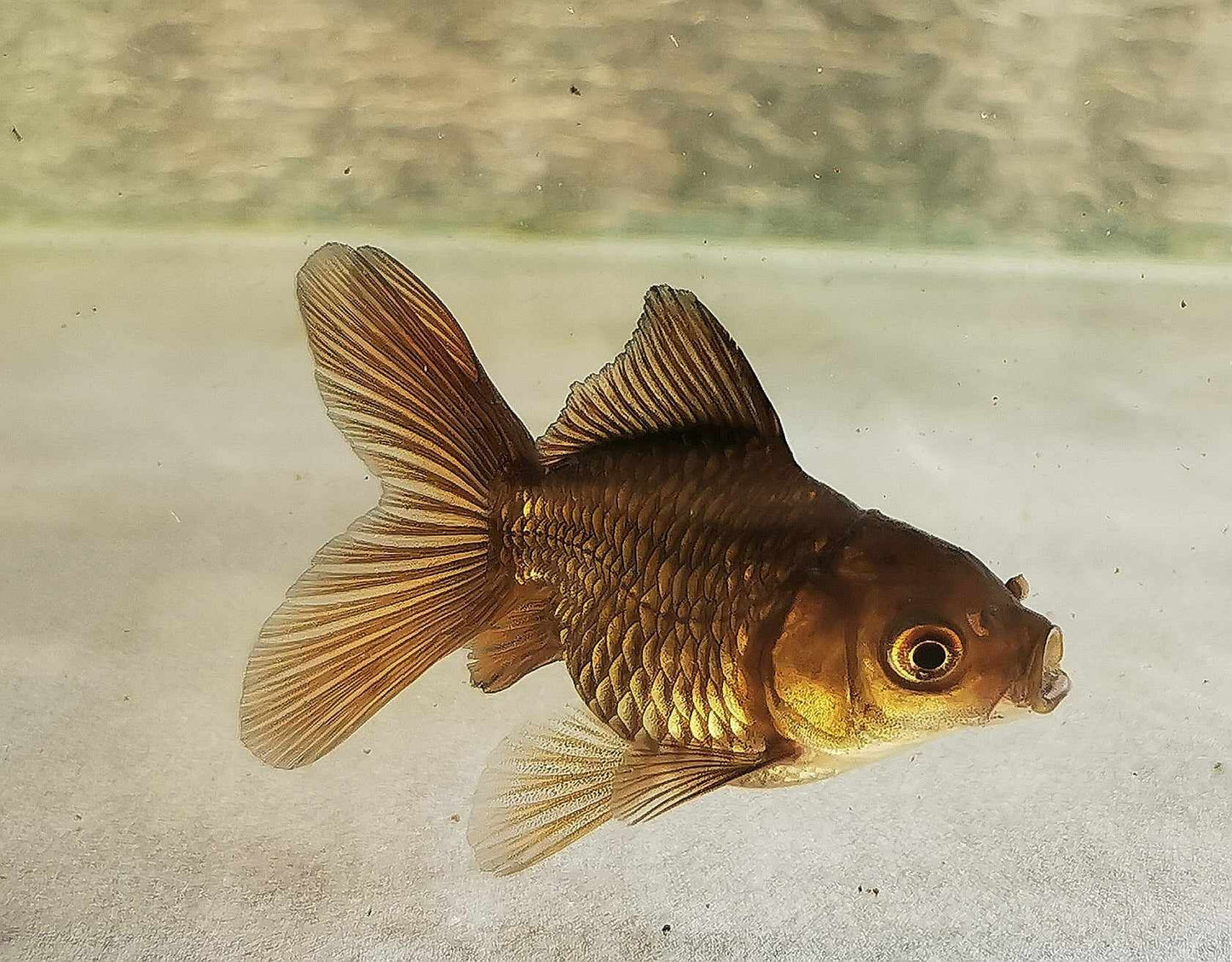 Bronze Orchidtail Oranda Goldfish WYSIWYG #12