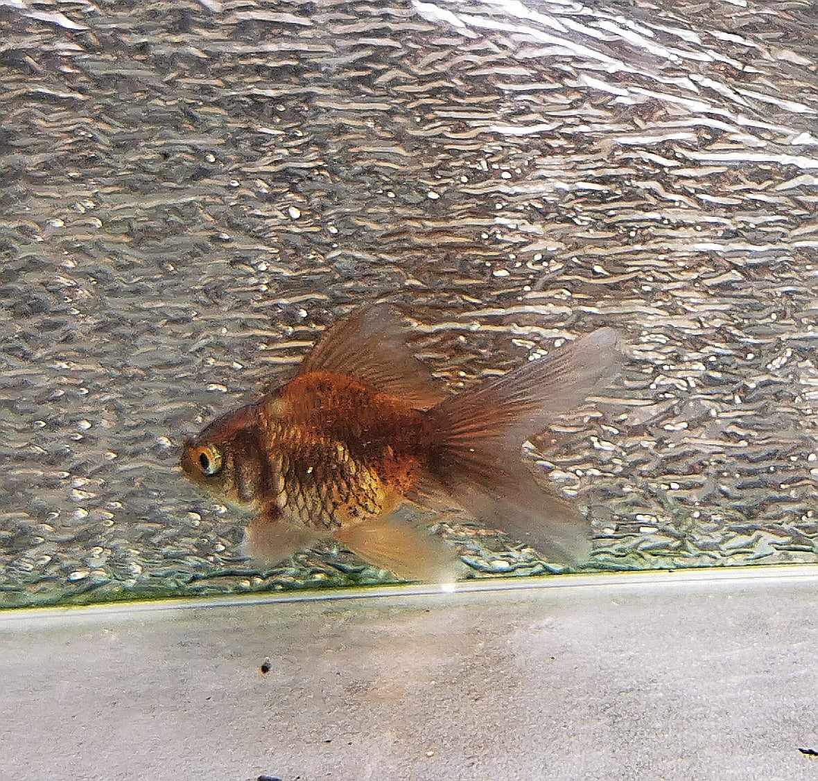 Chocolate Kirin Orchidtail Oranda Goldfish WYSIWYG #1