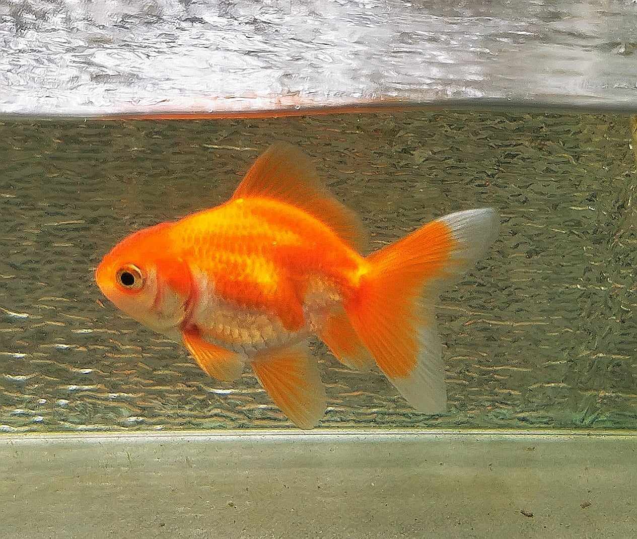 White/red  Orchidtail  Oranda Goldfish WYSIWYG #4