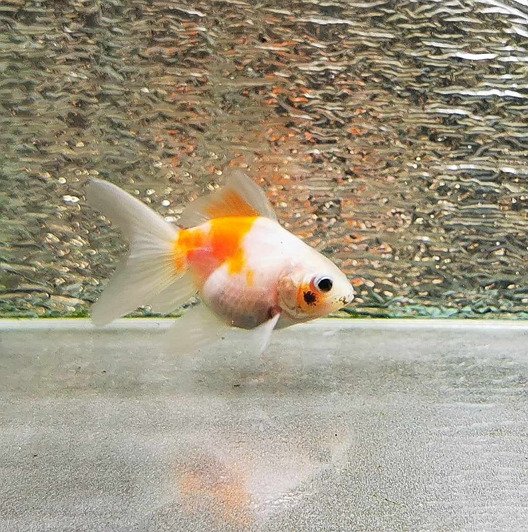 Sakura Calico Sunset Orchidtail Oranda Goldfish WYSIWYG #13