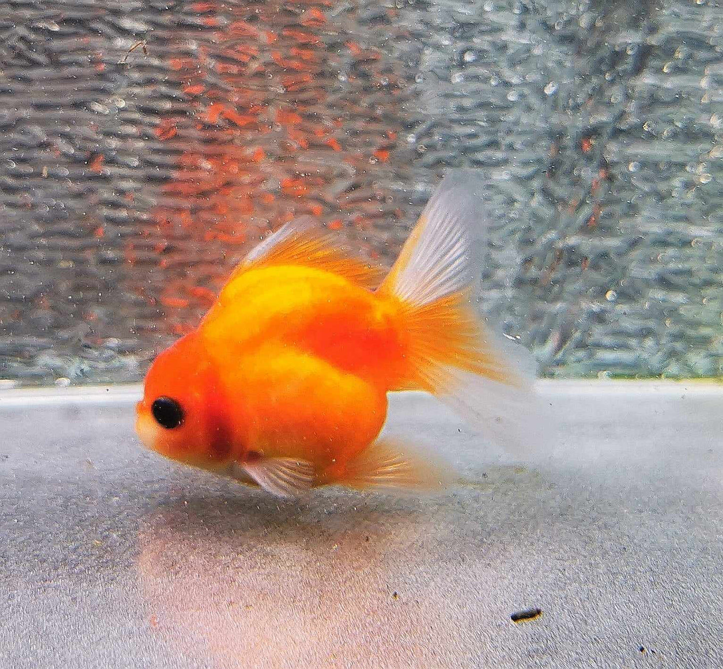 Sakura Sunset Orchidtail Oranda Goldfish WYSIWYG #16