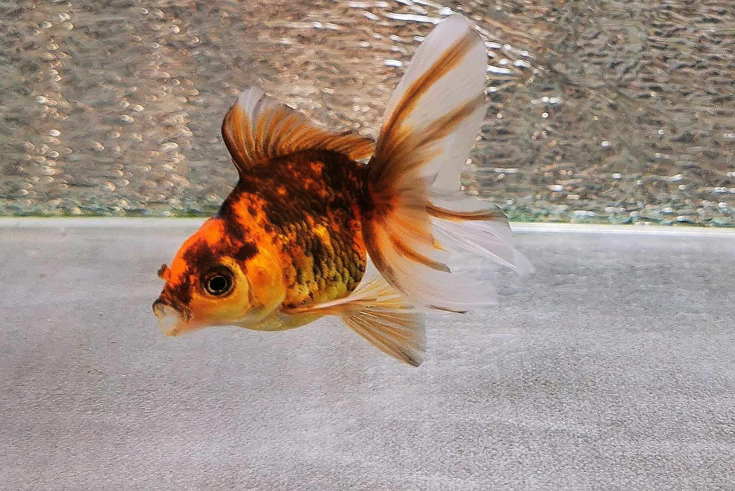 Tiger Orchidtail Oranda Goldfish WYSIWYG #5