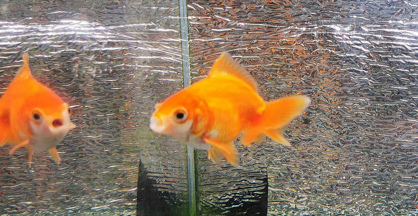 White/red  Orchidtail  Oranda Goldfish WYSIWYG #7