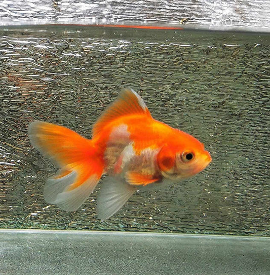 BooBoo Orchidtail Red/ White Oranda Goldfish WYSIWYG #5