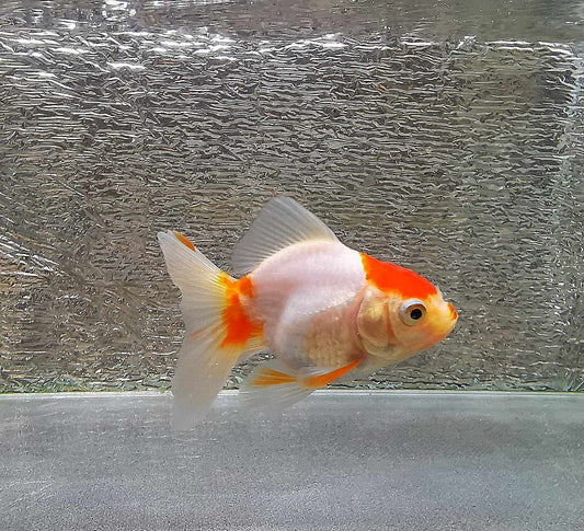 White/red  Orchidtail  Oranda Goldfish WYSIWYG #3