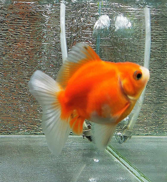 Sakura Sunset Yuanbao Oranda Goldfish WYSIWYG #13