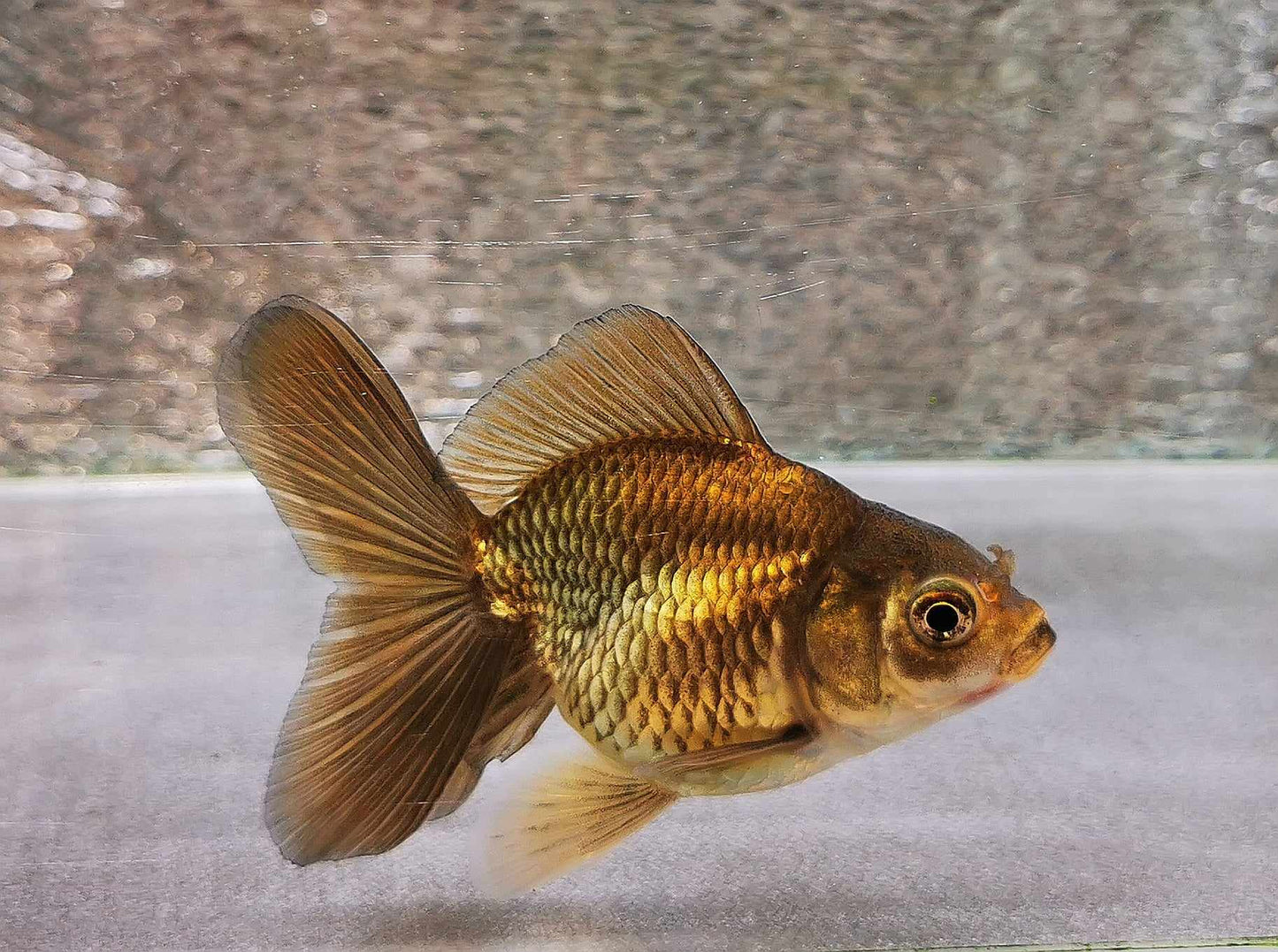 Bronze Orchidtail Oranda Goldfish WYSIWYG #10