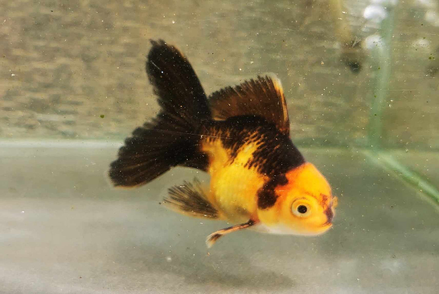 Apache Orchidtail Oranda Goldfish WYSIWYG #4