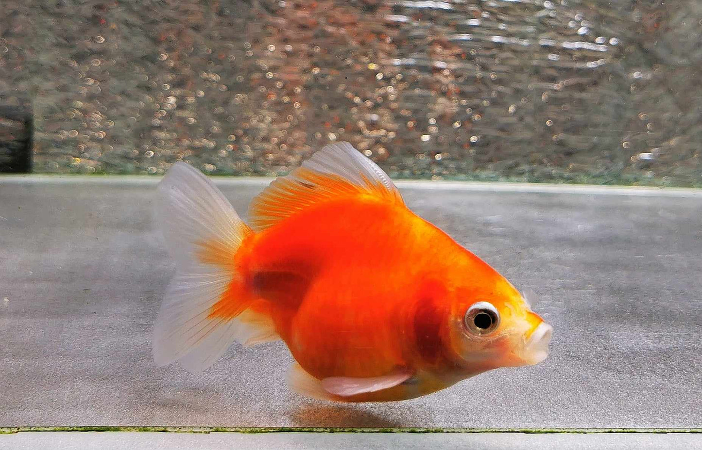 Sakura Sunset Yuanbao Oranda Goldfish WYSIWYG #12