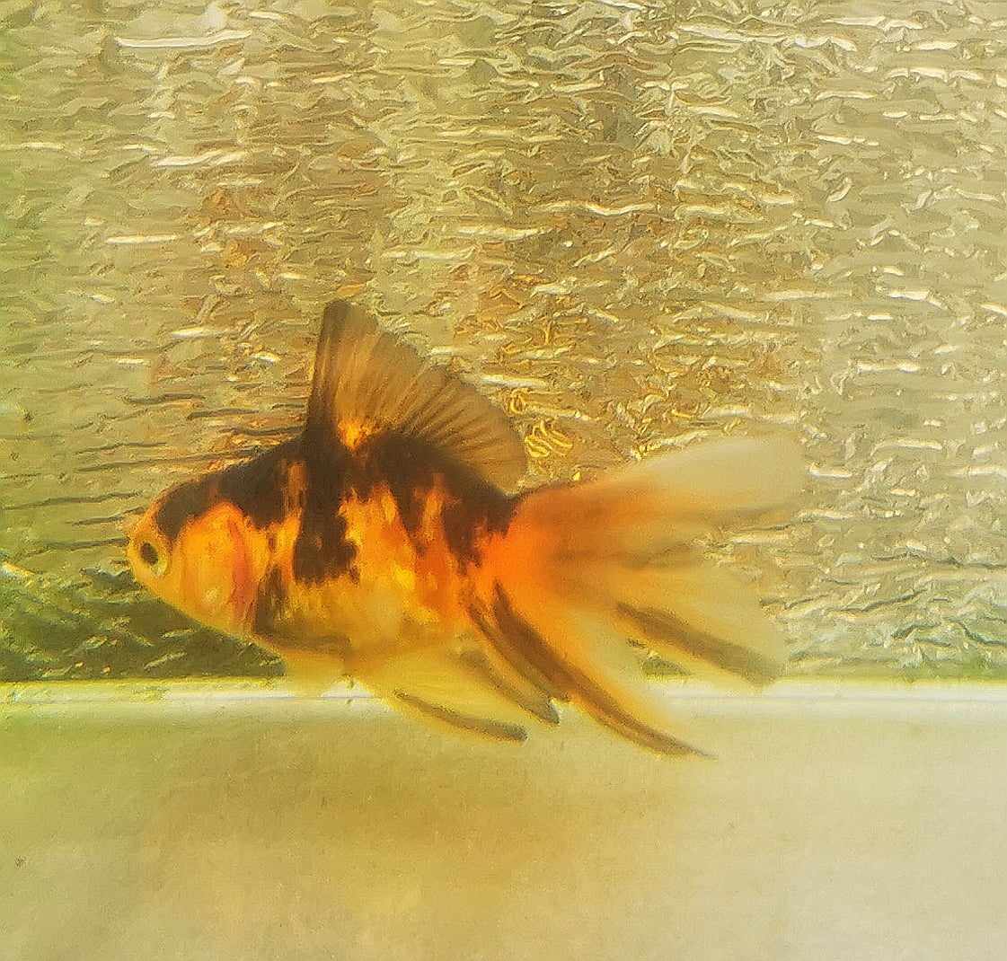 Booboo Gold Tiger Yuanbao Oranda Goldfish WYSIWYG #3