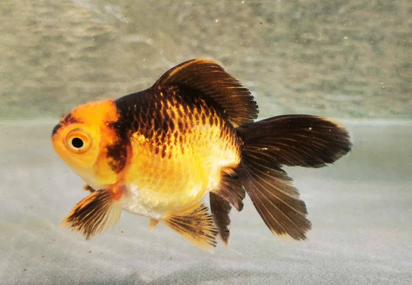 Apache Orchidtail Oranda Goldfish WYSIWYG #4