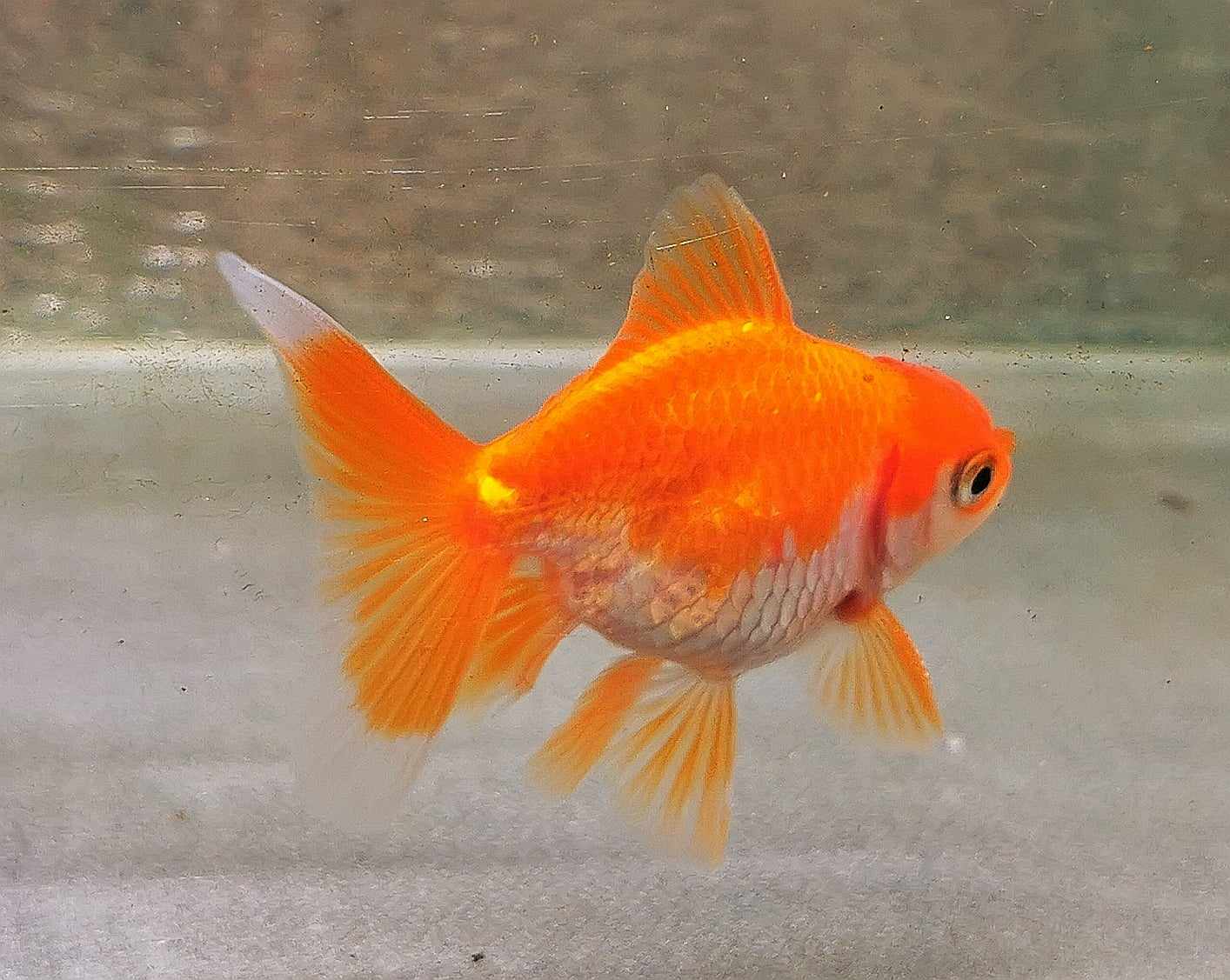 White/red  Orchidtail  Oranda Goldfish WYSIWYG #4