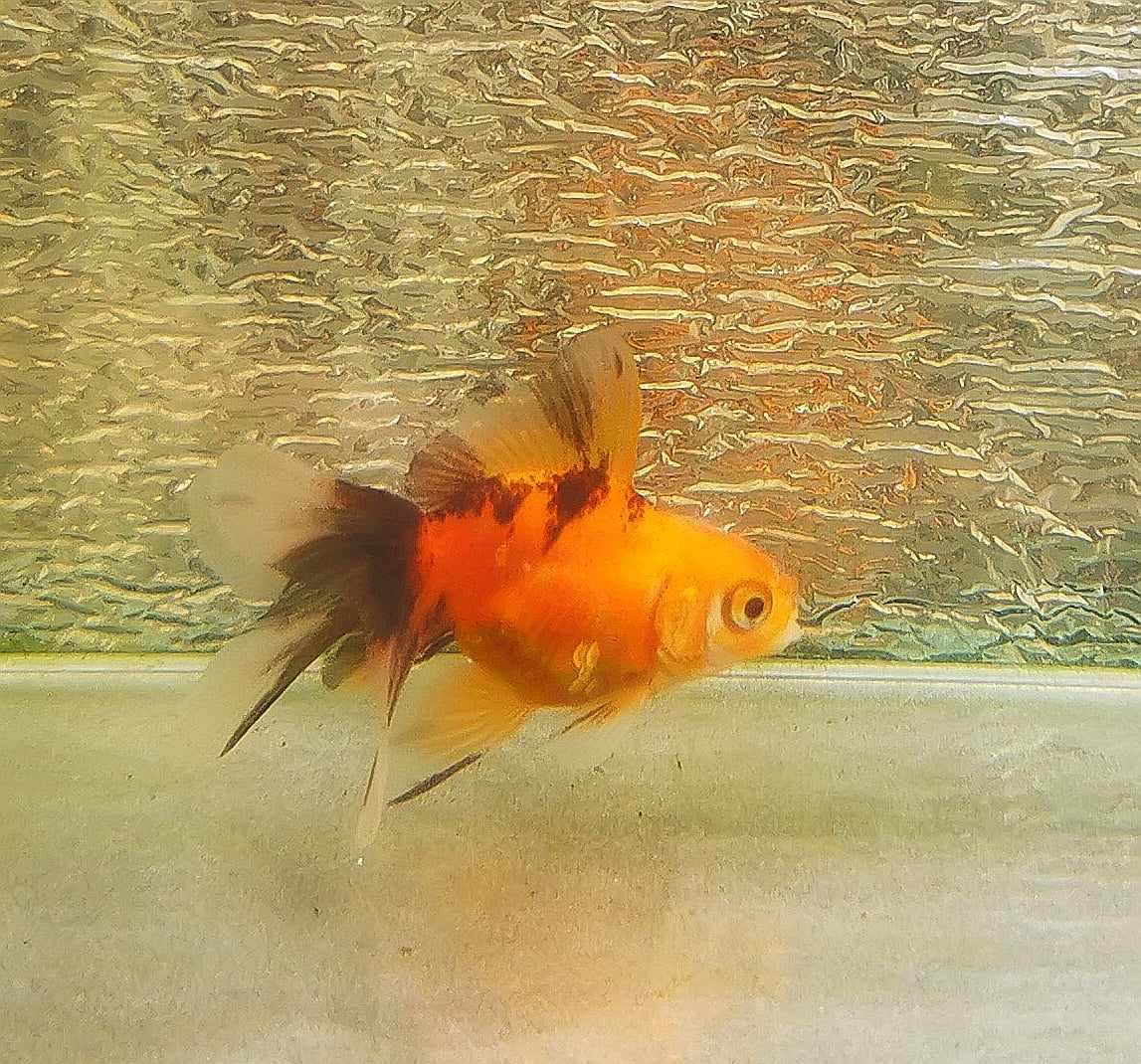 Booboo Gold Tiger Yuanbao Oranda Goldfish WYSIWYG #4