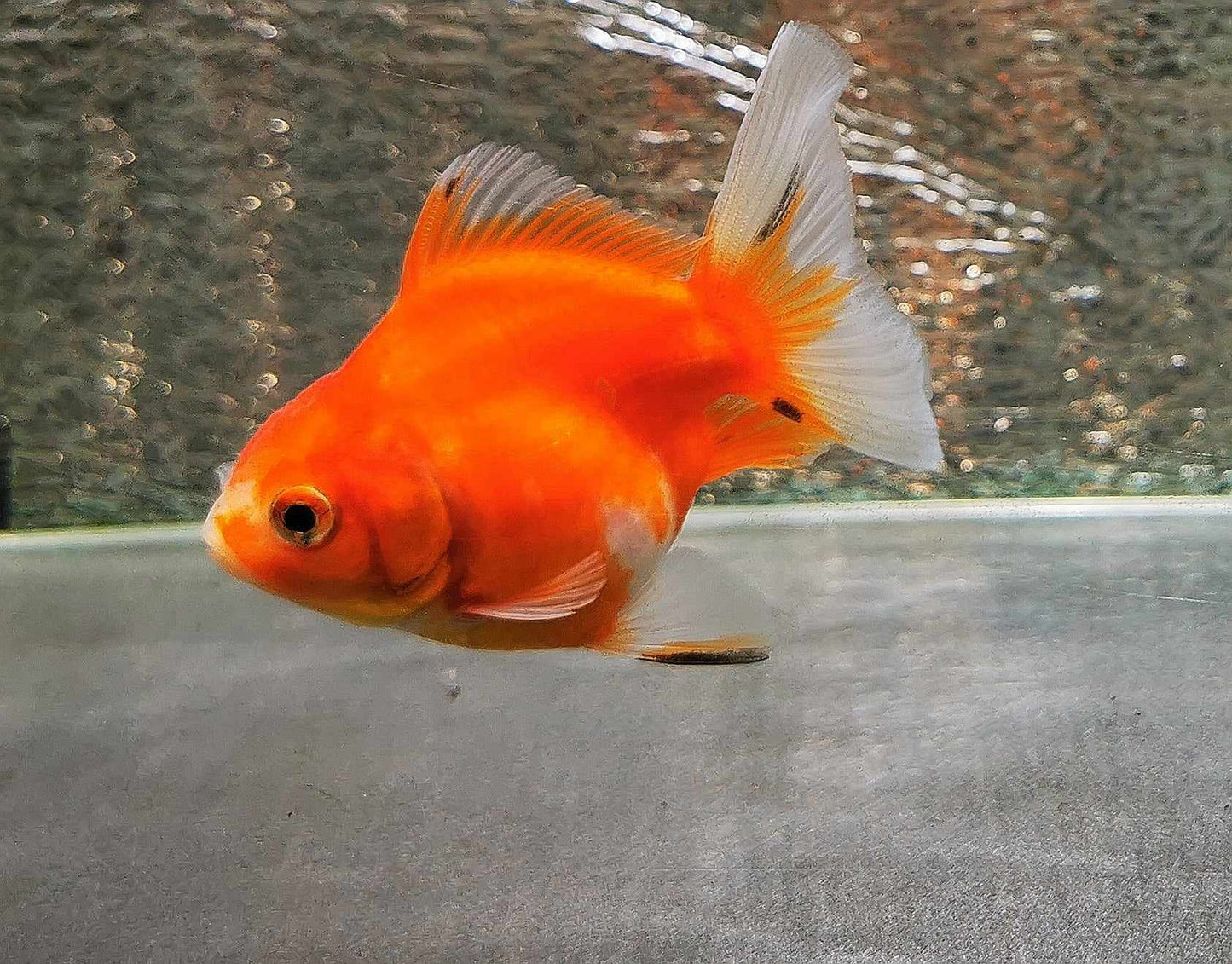 Sakura Sunset Yuanbao Oranda Goldfish WYSIWYG #13