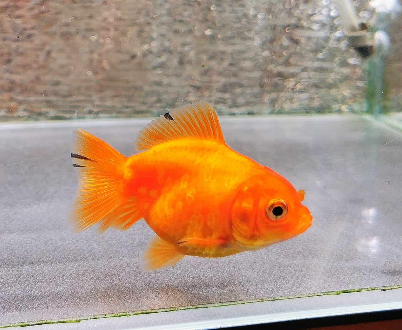 Gold Coin Yuanbao Oranda Goldfish WYSIWYG #4