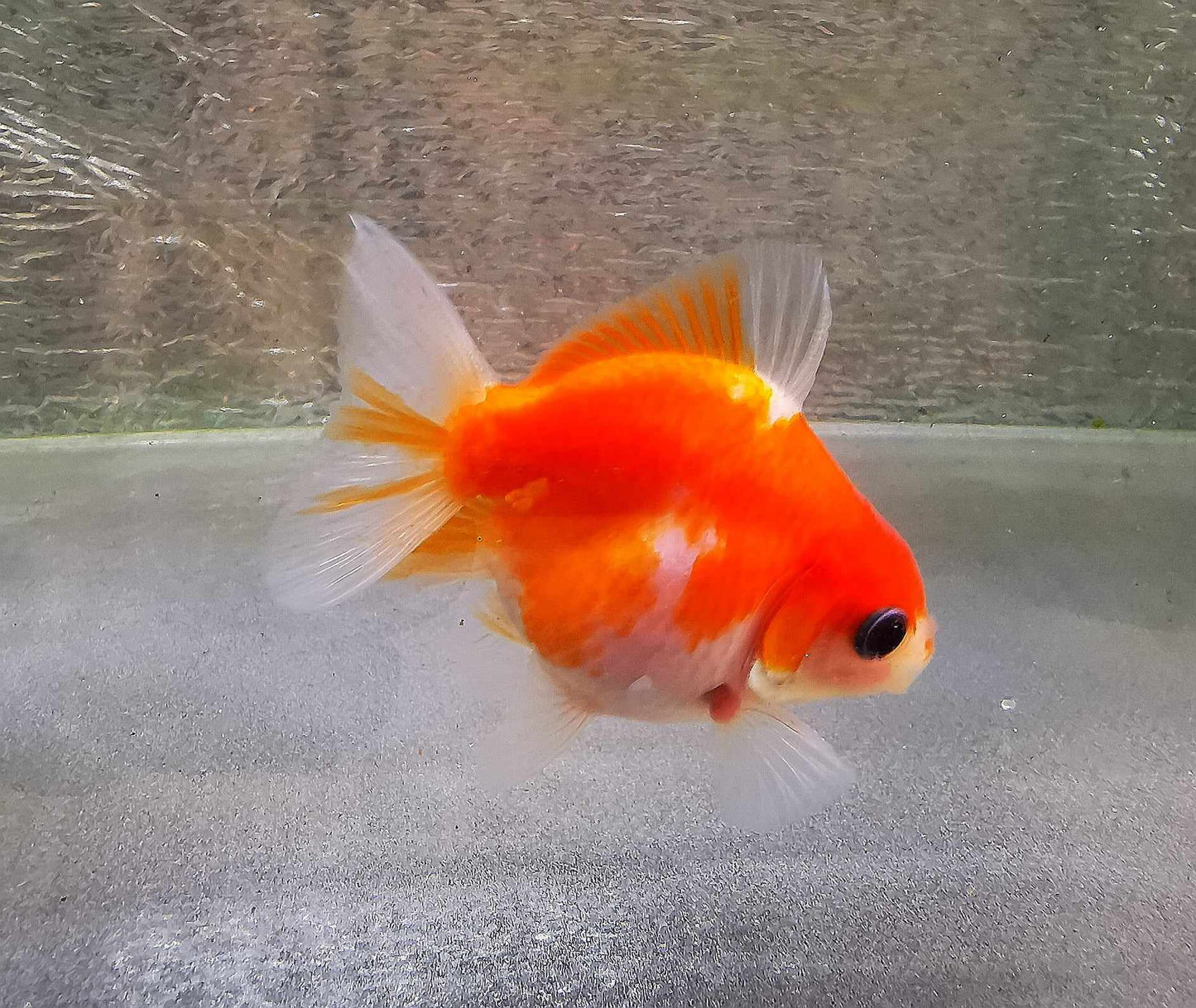 Sakura Sunset Yuanbao Oranda Goldfish WYSIWYG #14