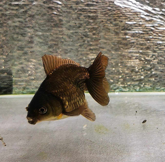 Bronze Orchidtail Oranda Goldfish WYSIWYG #14