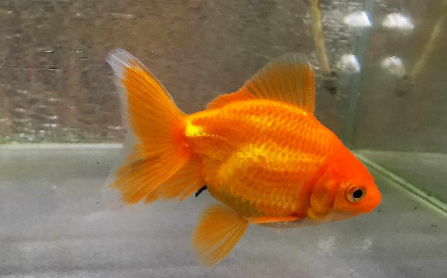 White/red  Orchidtail  Oranda Goldfish WYSIWYG #5