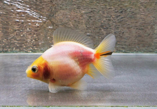 White Rabbit Yuanbao Oranda Goldfish WYSIWYG #11